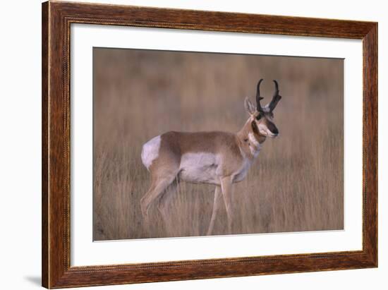 Pronghorn in Field-DLILLC-Framed Photographic Print