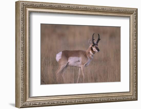 Pronghorn in Field-DLILLC-Framed Photographic Print