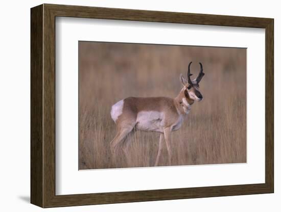 Pronghorn in Field-DLILLC-Framed Photographic Print