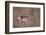 Pronghorn in Field-DLILLC-Framed Photographic Print