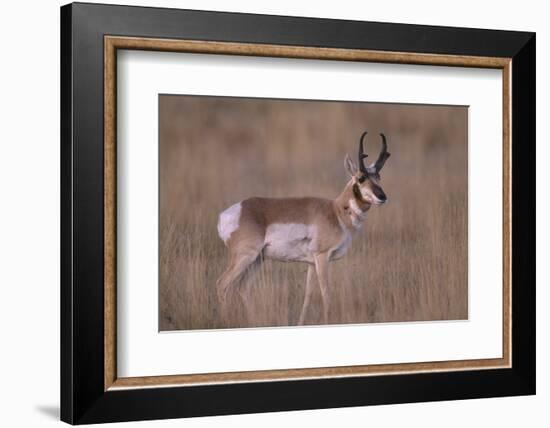 Pronghorn in Field-DLILLC-Framed Photographic Print