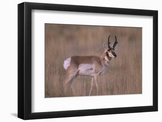 Pronghorn in Field-DLILLC-Framed Photographic Print