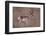 Pronghorn in Field-DLILLC-Framed Photographic Print