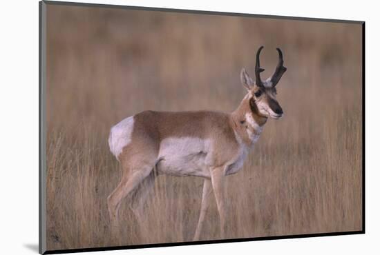 Pronghorn in Field-DLILLC-Mounted Photographic Print