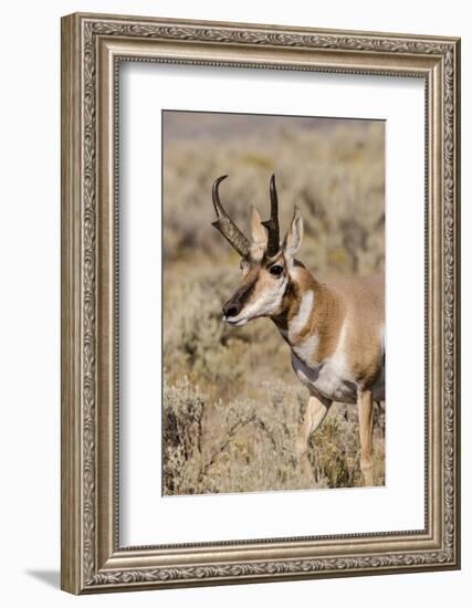 Pronghorn in Lamar Valley, Yellowstone National Park, Wyoming-Michael DeFreitas-Framed Photographic Print