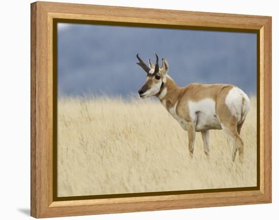 Pronghorn Standing in Grass, Yellowstone National Park, Wyoming, USA-Rolf Nussbaumer-Framed Premier Image Canvas