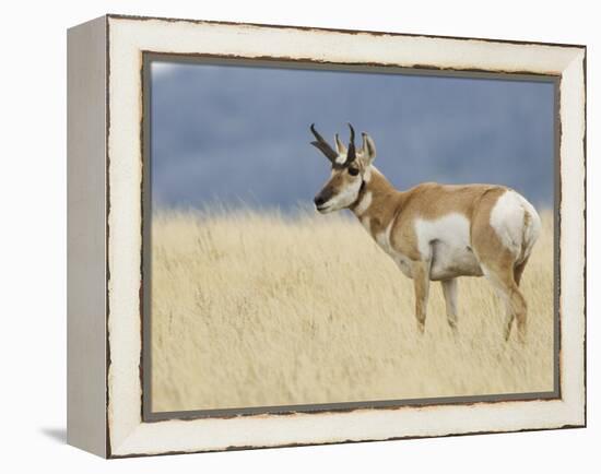 Pronghorn Standing in Grass, Yellowstone National Park, Wyoming, USA-Rolf Nussbaumer-Framed Premier Image Canvas