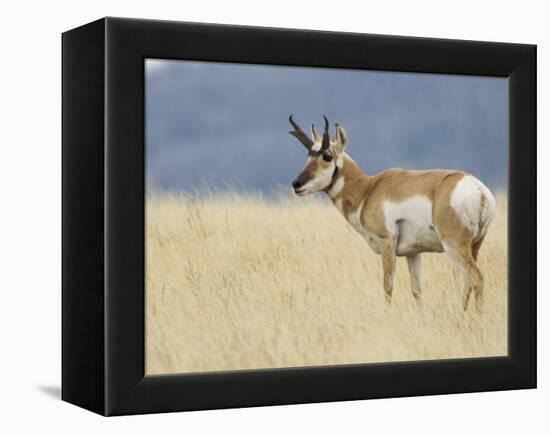 Pronghorn Standing in Grass, Yellowstone National Park, Wyoming, USA-Rolf Nussbaumer-Framed Premier Image Canvas