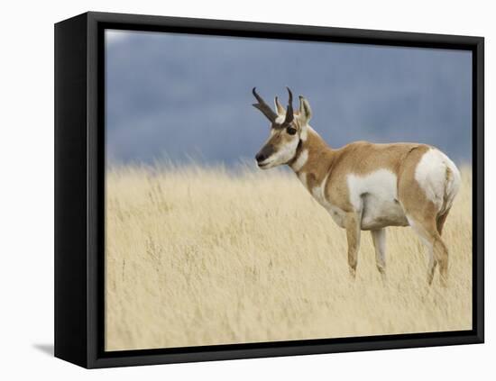 Pronghorn Standing in Grass, Yellowstone National Park, Wyoming, USA-Rolf Nussbaumer-Framed Premier Image Canvas