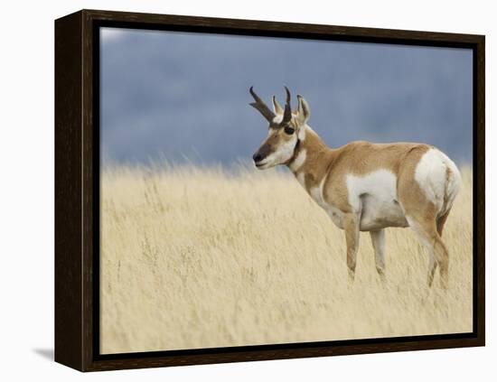 Pronghorn Standing in Grass, Yellowstone National Park, Wyoming, USA-Rolf Nussbaumer-Framed Premier Image Canvas