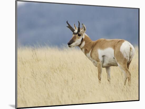 Pronghorn Standing in Grass, Yellowstone National Park, Wyoming, USA-Rolf Nussbaumer-Mounted Photographic Print