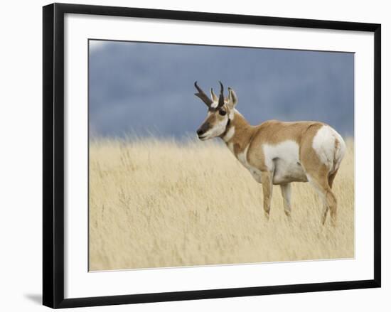 Pronghorn Standing in Grass, Yellowstone National Park, Wyoming, USA-Rolf Nussbaumer-Framed Photographic Print