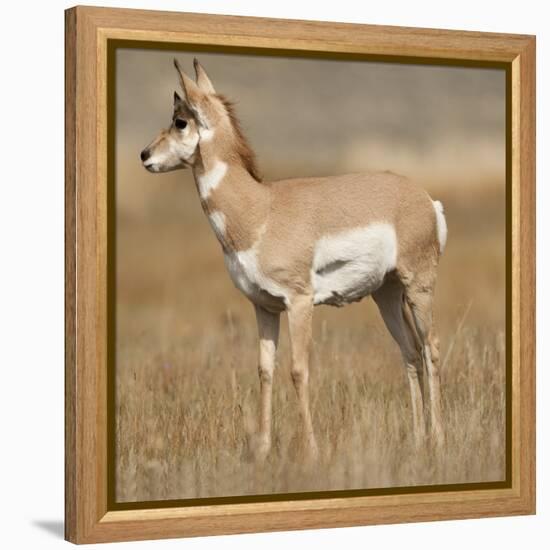 Pronghorn Young Buck-Joe McDonald-Framed Premier Image Canvas