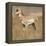 Pronghorn Young Buck-Joe McDonald-Framed Premier Image Canvas