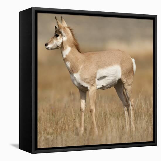 Pronghorn Young Buck-Joe McDonald-Framed Premier Image Canvas