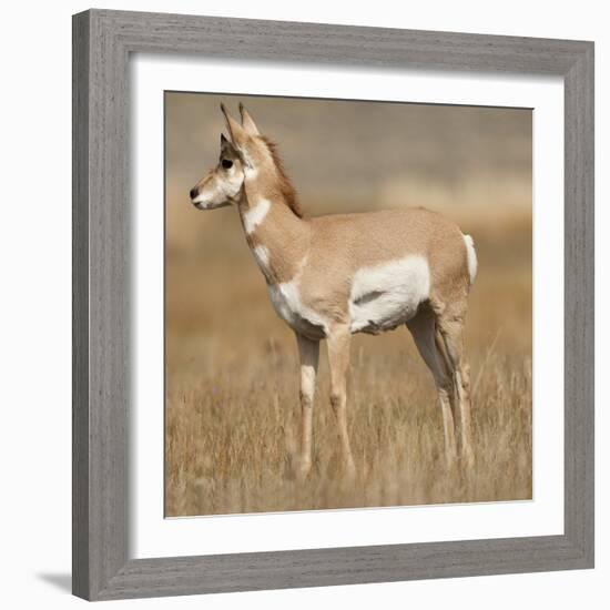 Pronghorn Young Buck-Joe McDonald-Framed Photographic Print