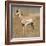 Pronghorn Young Buck-Joe McDonald-Framed Photographic Print