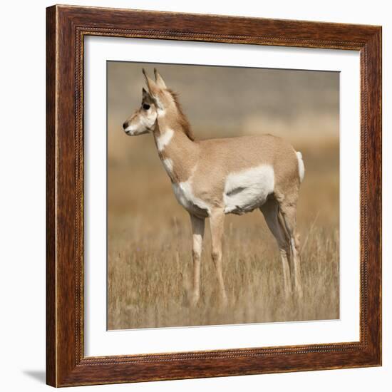 Pronghorn Young Buck-Joe McDonald-Framed Photographic Print