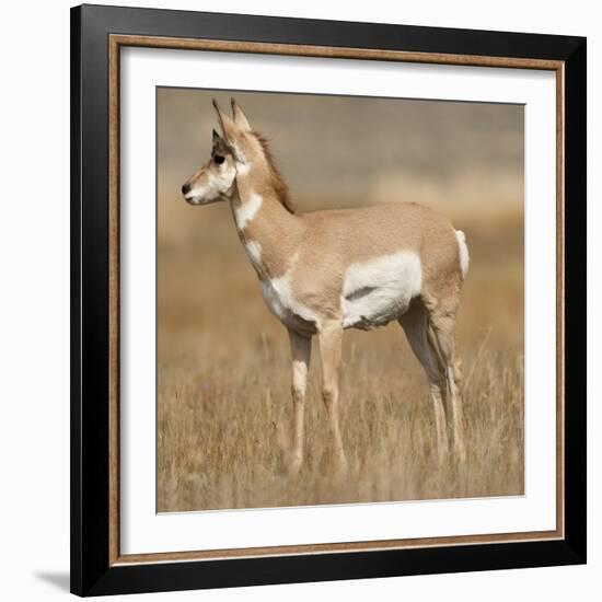 Pronghorn Young Buck-Joe McDonald-Framed Photographic Print