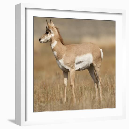 Pronghorn Young Buck-Joe McDonald-Framed Photographic Print