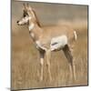 Pronghorn Young Buck-Joe McDonald-Mounted Photographic Print