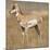 Pronghorn Young Buck-Joe McDonald-Mounted Photographic Print