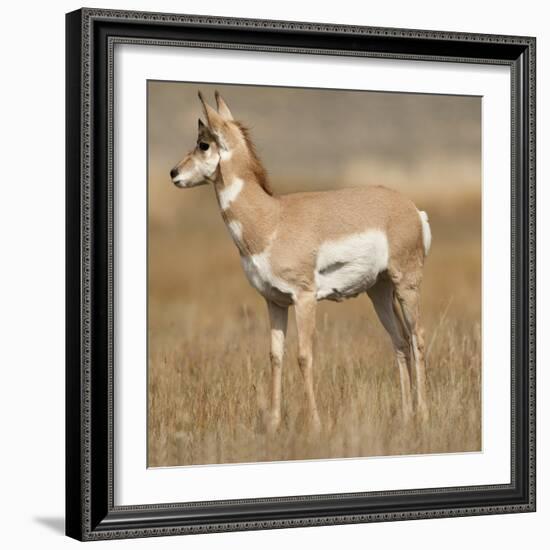 Pronghorn Young Buck-Joe McDonald-Framed Photographic Print