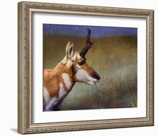 Pronghorn-Chris Vest-Framed Art Print