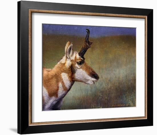 Pronghorn-Chris Vest-Framed Art Print