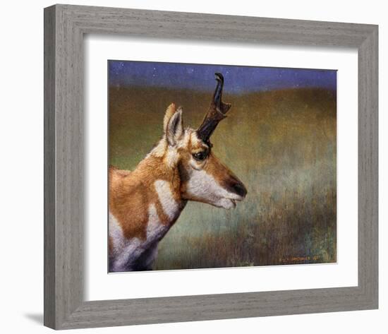 Pronghorn-Chris Vest-Framed Art Print