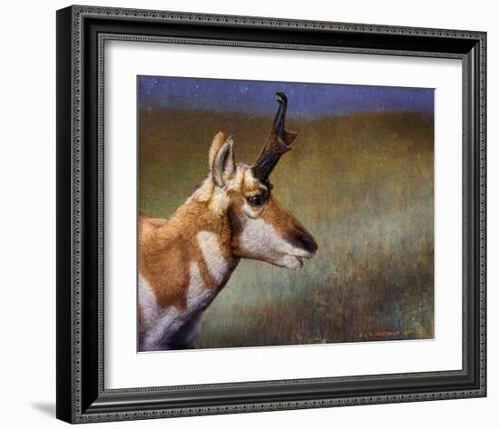 Pronghorn-Chris Vest-Framed Art Print