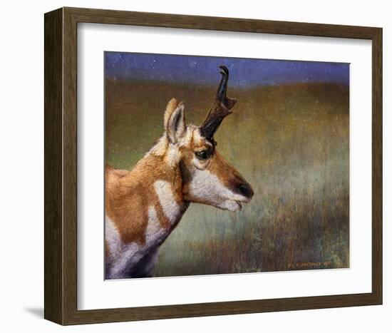 Pronghorn-Chris Vest-Framed Art Print