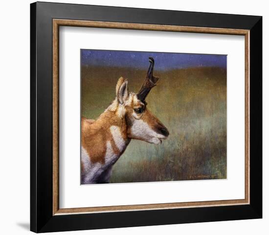 Pronghorn-Chris Vest-Framed Art Print