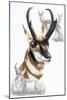 Pronghorn-Barbara Keith-Mounted Giclee Print