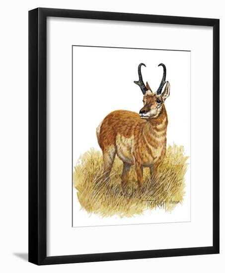 Pronghorn-Tim Knepp-Framed Giclee Print