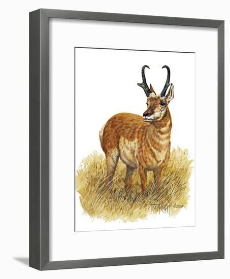 Pronghorn-Tim Knepp-Framed Giclee Print