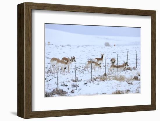 Pronghorns (Antilocapra Americana) Crawling under Fence in Snow During Migration-Gerrit Vyn-Framed Photographic Print