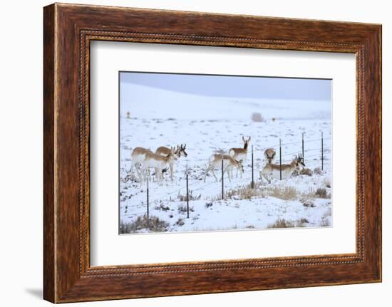 Pronghorns (Antilocapra Americana) Crawling under Fence in Snow During Migration-Gerrit Vyn-Framed Photographic Print