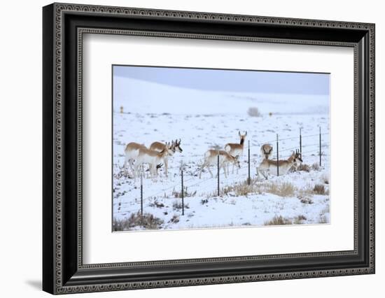 Pronghorns (Antilocapra Americana) Crawling under Fence in Snow During Migration-Gerrit Vyn-Framed Photographic Print