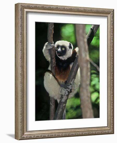 Propithecus Sifaka Lemur, Madagascar-Connie Bransilver-Framed Photographic Print