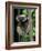 Propithecus Sifaka Lemur, Madagascar-Connie Bransilver-Framed Photographic Print