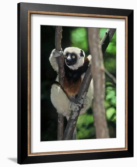 Propithecus Sifaka Lemur, Madagascar-Connie Bransilver-Framed Photographic Print