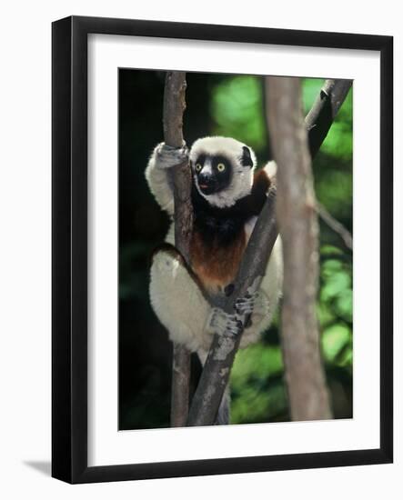 Propithecus Sifaka Lemur, Madagascar-Connie Bransilver-Framed Photographic Print