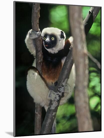 Propithecus Sifaka Lemur, Madagascar-Connie Bransilver-Mounted Photographic Print