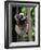 Propithecus Sifaka Lemur, Madagascar-Connie Bransilver-Framed Photographic Print