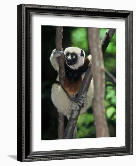 Propithecus Sifaka Lemur, Madagascar-Connie Bransilver-Framed Photographic Print