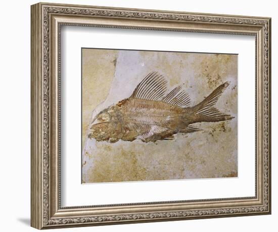 Propterus Elongatus Fish Fossil-Naturfoto Honal-Framed Photographic Print