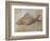 Propterus Elongatus Fish Fossil-Naturfoto Honal-Framed Photographic Print