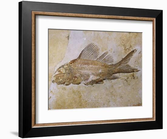 Propterus Elongatus Fish Fossil-Naturfoto Honal-Framed Photographic Print