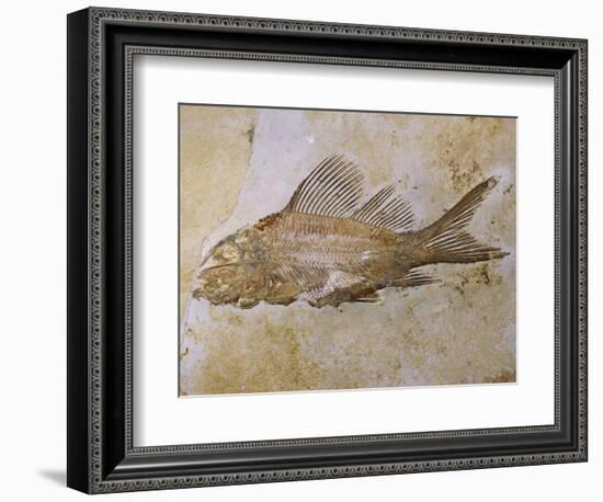 Propterus Elongatus Fish Fossil-Naturfoto Honal-Framed Photographic Print